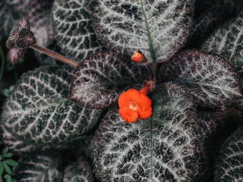 How to Plant, Grow, and Care for Flame Violets